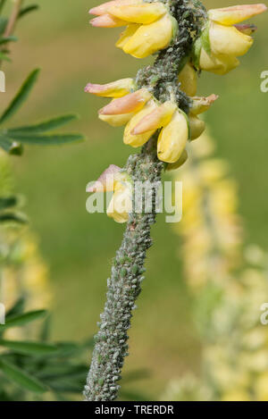 Lupin gegen Blattläuse, Macrosiphum albifrons, schweren Befall von großen blattlaus auf Baum, Lupine Lupinus arboreus, Blume, Berkshire, Mai Stockfoto