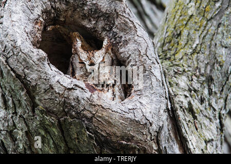 Eastern screech owl portrait Stockfoto