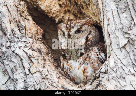 Eastern screech owl portrait Stockfoto