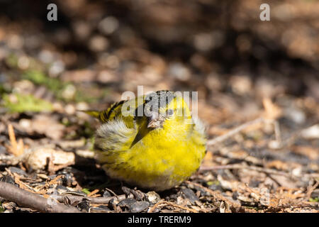 Erwachsenen männlichen Europäischen Zeisig, spinus Spinus, Siskin im Frühjahr Stockfoto