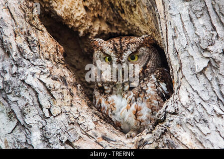 Eastern screech owl portrait Stockfoto