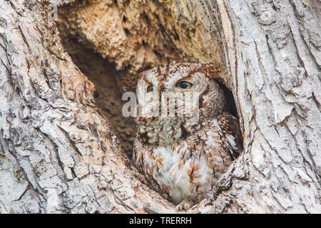 Eastern screech owl portrait Stockfoto