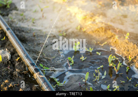 Wachsende junge Rote Rüben auf dem Feld. Tröpfchenbewässerung. Bio Gemüse. Die Landwirtschaft. Bauernhof. Selektive konzentrieren. Close-up. Sämlinge Stockfoto