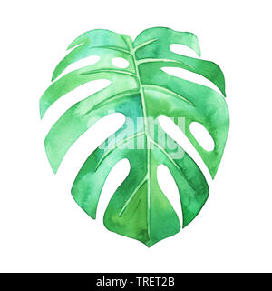 Monstera Blatt auf einem weißen Hintergrund. Watercolor Illustration, von Hand gezeichnet. Stockfoto