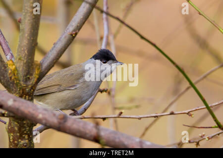 Detaillierte Seitenansicht Nahaufnahme des wilden, britischen, männlichen Schwarzkappen-Warbler-Vogels (Sylvia atricapilla), der im natürlichen Lebensraum des britischen Waldlands isoliert ist. Stockfoto