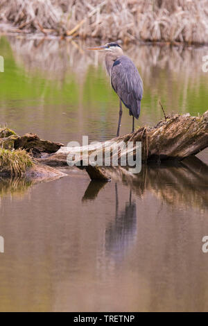 Great Blue Heron (Ardea herodias) im Frühjahr Stockfoto