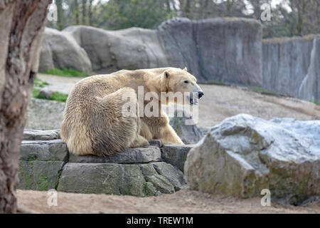 Eisbär (Ursus maritimus) in der felsigen Gehäuse im Diergaarde Blijdorp Rotterdam Zoo, South Holland, Niederlande. Stockfoto