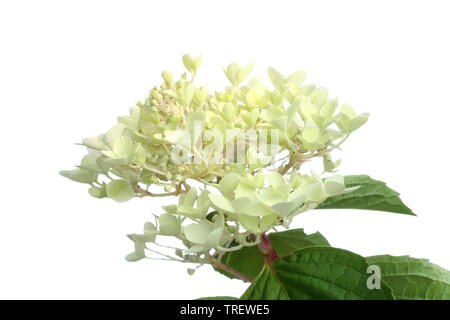 Hydrangea paniculata 'Phantom' Stockfoto
