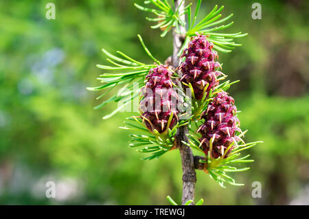 Tanne oder Fichte Knospen. Junge grüne Sprossen Tannenbaum Nadeln. Junge wachsende Tanne Sprossen und Kegel auf Niederlassung im Frühjahr Wald. Fichte Rosa Kegel, Stockfoto