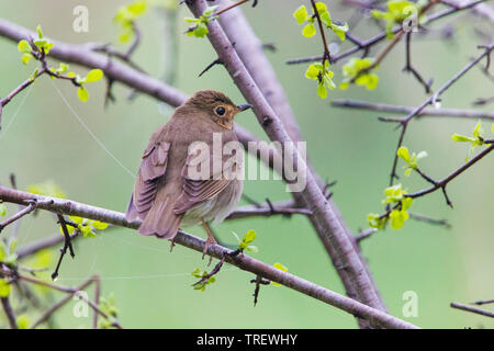 Hermit Thrush (Catharus guttatus) im Frühjahr Stockfoto