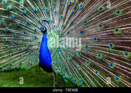 Peacock anzeigen Side Shot Stockfoto