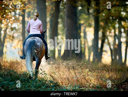 Reine Spanische Pferd, Andalusische. Reiter auf dappled Grau nach wandern in einem Wald im Herbst. Deutschland Stockfoto