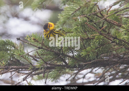 Cape May Warbler (Setophaga tigrina) Stockfoto