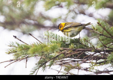 Cape May Warbler (Setophaga tigrina) Stockfoto