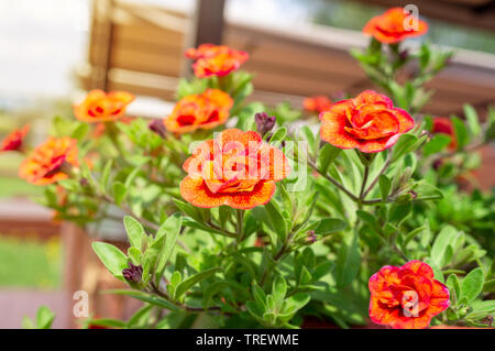 schöne rote million Bells Blume, Calibrachoa. Frühlingsblume mit vielen roten Blüte im Frühling Stockfoto