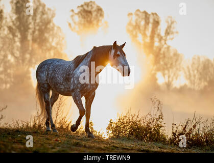 Reine Spanische Pferd, Andalusische. Dappled grau nach Gehen an einem See im Morgennebel. Deutschland Stockfoto