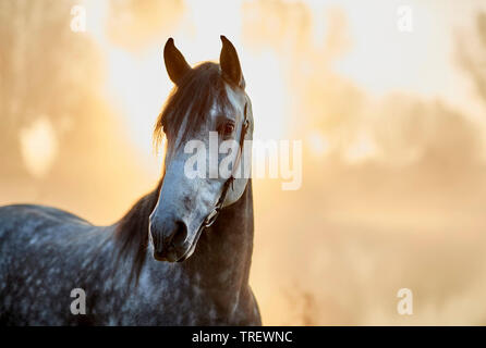 Reine Spanische Pferd, Andalusische. Portrait od dappled grau Erwachsener im Morgennebel. Deutschland Stockfoto