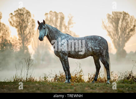 Reine Spanische Pferd, Andalusische. Dappled grau nach stehend an einem See im Morgennebel. Deutschland Stockfoto