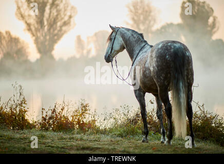 Reine Spanische Pferd, Andalusische. Dappled grau nach stehend an einem See im Morgennebel. Deutschland Stockfoto