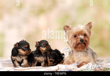 Yorkshire Terrier. Mutter und Welpen liegen auf einer Decke. Deutschland Stockfoto