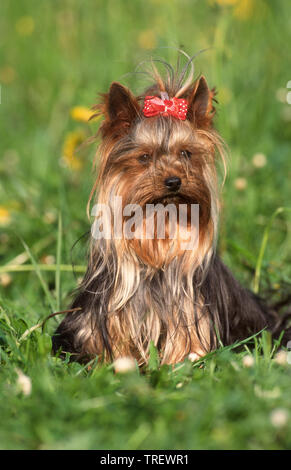 Yorkshire Terrier. Erwachsener Hund sitzt auf einer Wiese, trug einen roten Bogen mit Polka Dots. Deutschland Stockfoto