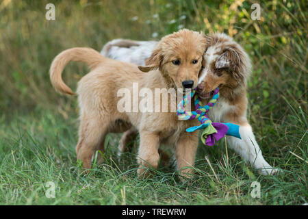 Australian Shepherd Welpen und Golden Retriever Welpen spielen mit bunten Seil. Deutschland Stockfoto