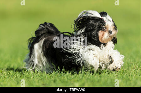 Shih Tzu. Erwachsene Hunde laufen auf einer Wiese. Deutschland Stockfoto