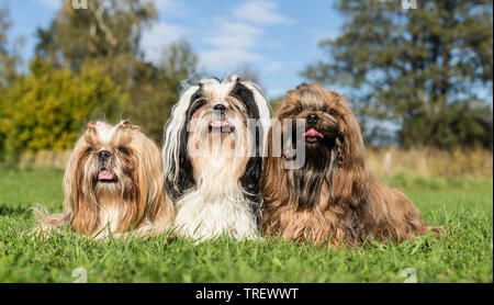 Shih Tzu. Drei erwachsene Hunde liegen auf einer Wiese. Deutschland Stockfoto