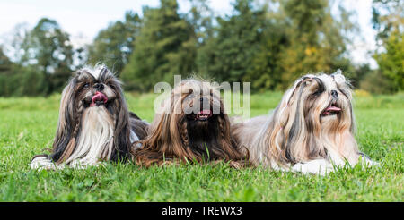 Shih Tzu. Drei erwachsene Hunde liegen auf einer Wiese. Deutschland Stockfoto