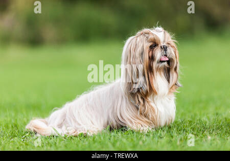 Shih Tzu. Erwachsener Hund sitzen auf einer Wiese. Deutschland Stockfoto