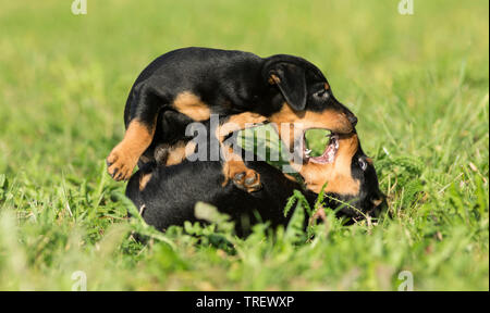 Deutsche Jagd Terrier. Zwei Welpen spielen auf einer Wiese. Deutschland Stockfoto