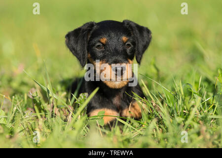 Deutsche Jagd Terrier. Welpe liegend auf einer Wiese. Deutschland Stockfoto