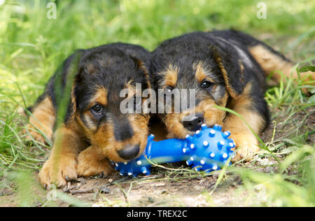 Airedale Terrier. Zwei Welpen mit blauen Spielzeug Knochen, im Gras liegen. Deutschland Stockfoto