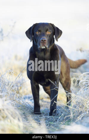 Labrador Retriever. Erwachsenen Hund auf einer Wiese im Raureif bedeckt. Deutschland Stockfoto