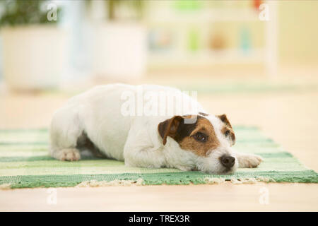 Parson Russell Terrier. Erwachsenen Hund auf eine Wolldecke Deutschland sitzen Stockfoto