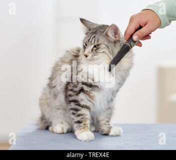 Norwegian Forest Cat. Erwachsene sitzen, gekämmt. Deutschland Stockfoto