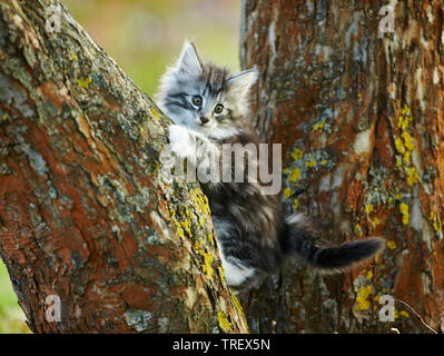 Norwegian Forest Cat. Tabby kitten Klettern in einem Baum. Deutschland, Stockfoto