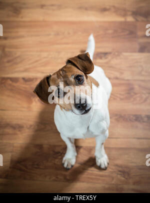 Jack Russell Terrier sitzen auf Parkettboden, oben zu schauen. Deutschland. Stockfoto