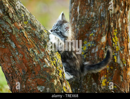 Norwegian Forest Cat. Tabby kitten Klettern in einem Baum. Deutschland, Stockfoto