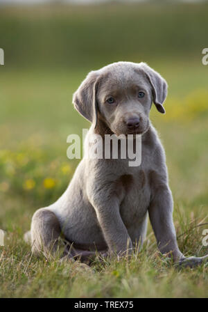 Labrador Retriever. Welpen sitzen im Gras. Deutschland.. Stockfoto
