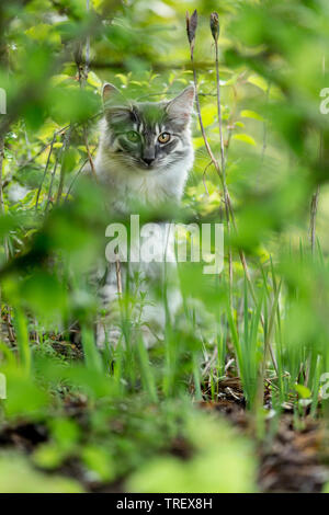 Norwegian Forest Cat. Kinder verstecken sich in einem Garten. Deutschland Stockfoto