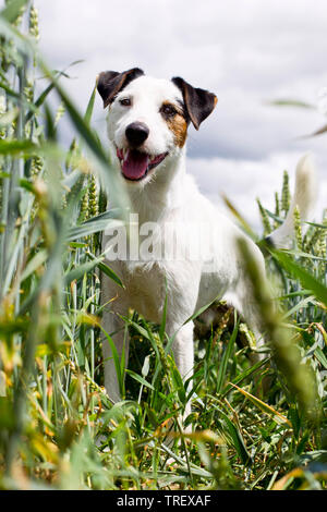 Parson Russell Terrier. Erwachsener Hund stehen im Weizenfeld. Deutschland Stockfoto