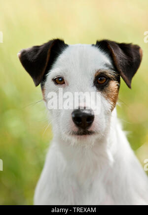 Parson Russell Terrier. Portrait von erwachsenen Hund. Deutschland Stockfoto