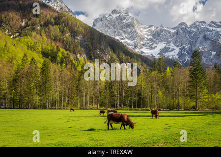 Alpine Valley, Logarska Dolina, Slowenien. Kühe am grünen Gras glade. Birken, Kiefern auf steilen Pisten. Alpen mit Schnee im Hintergrund Stockfoto