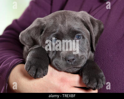 Labrador Retriever. Welpen in die Arme einer Person. Deutschland Stockfoto