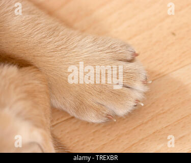 Labrador Retriever. Tatze eines Welpen. Deutschland Stockfoto