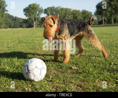 Airedale Terrier. Erwachsener Hund, der vor einem Fußball auf einer Wiese steht. Deutschland Stockfoto