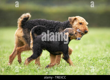 Airedale Terrier. Erwachsene und Welpen spielen auf einer Wiese, Tauziehen. Deutschland Stockfoto