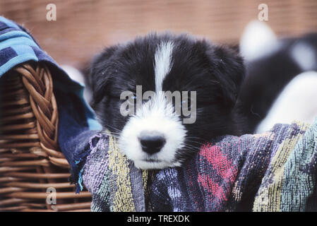 Mischlingen (Siberian Husky x?). Welpe liegend in einem Korb. Deutschland Stockfoto