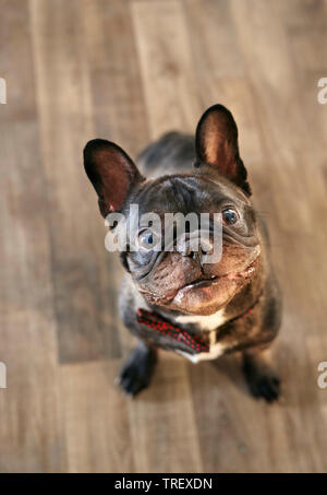 Französische Bulldogge. Erwachsener Hund sitzen auf Parkett, während oben zu schauen. Deutschland.. Stockfoto
